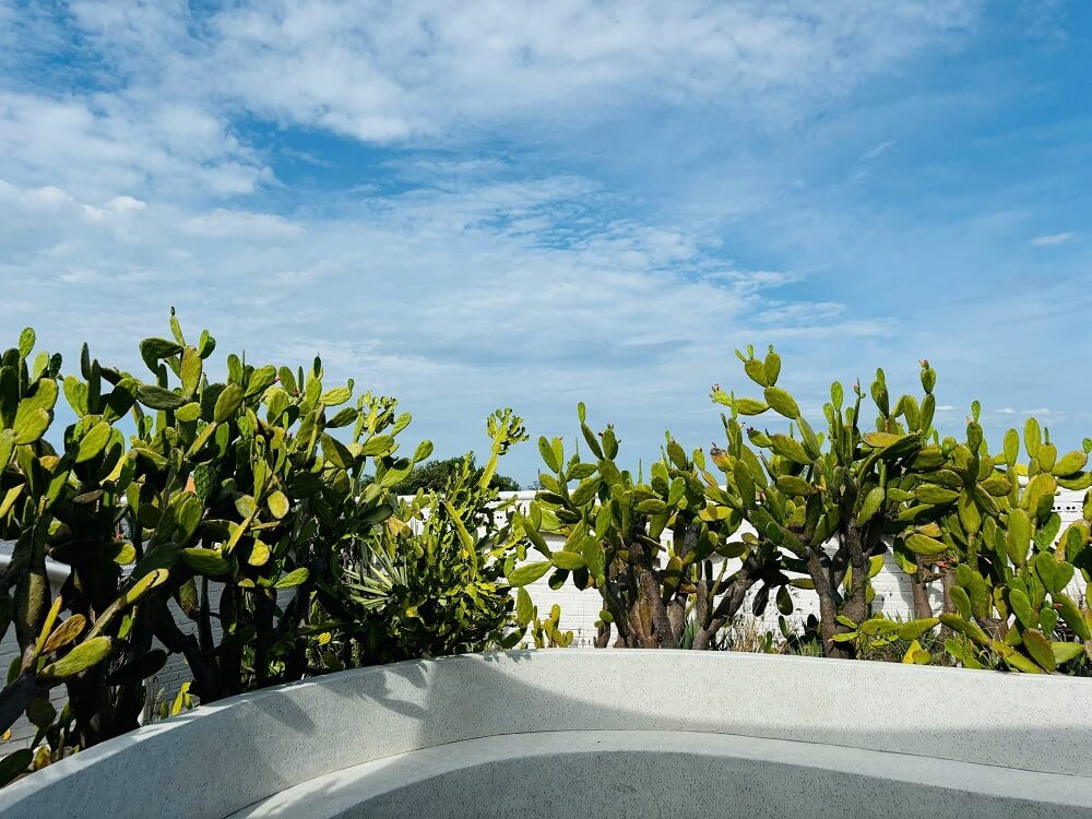 check in vườn xương rồng lớn nhất cam ranh