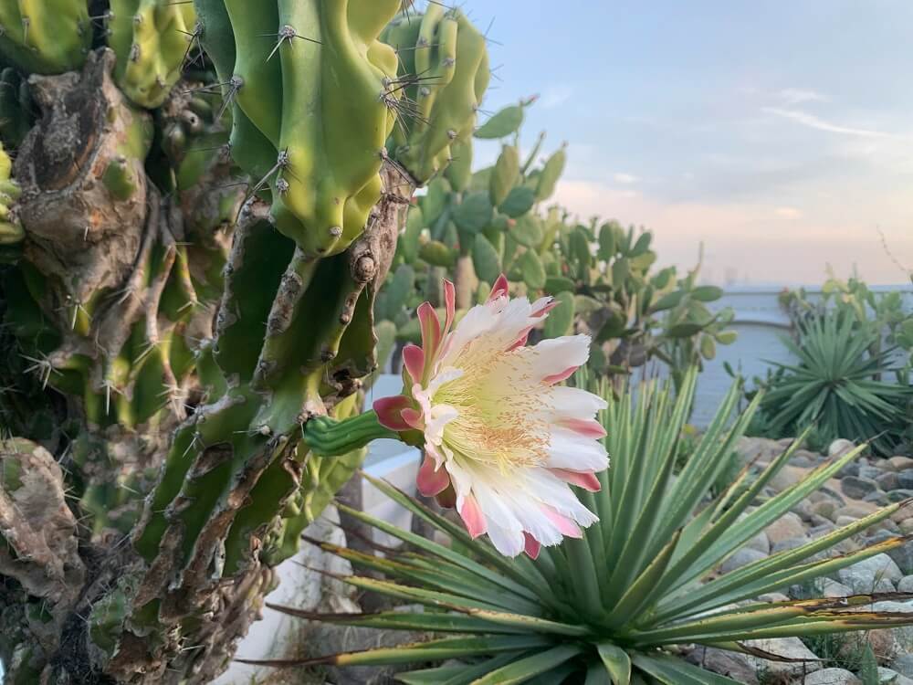 vườn xương rồng cam ranh