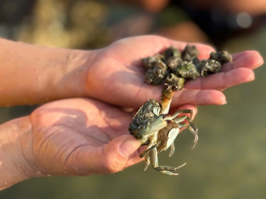 nguồn hải sản phong phú ở đầm thủy triều